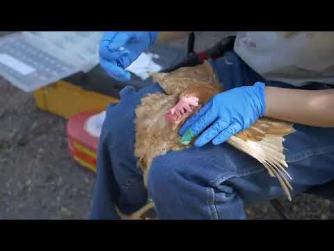 Catching and Monitoring Disease Vectors Surveillance Techniques